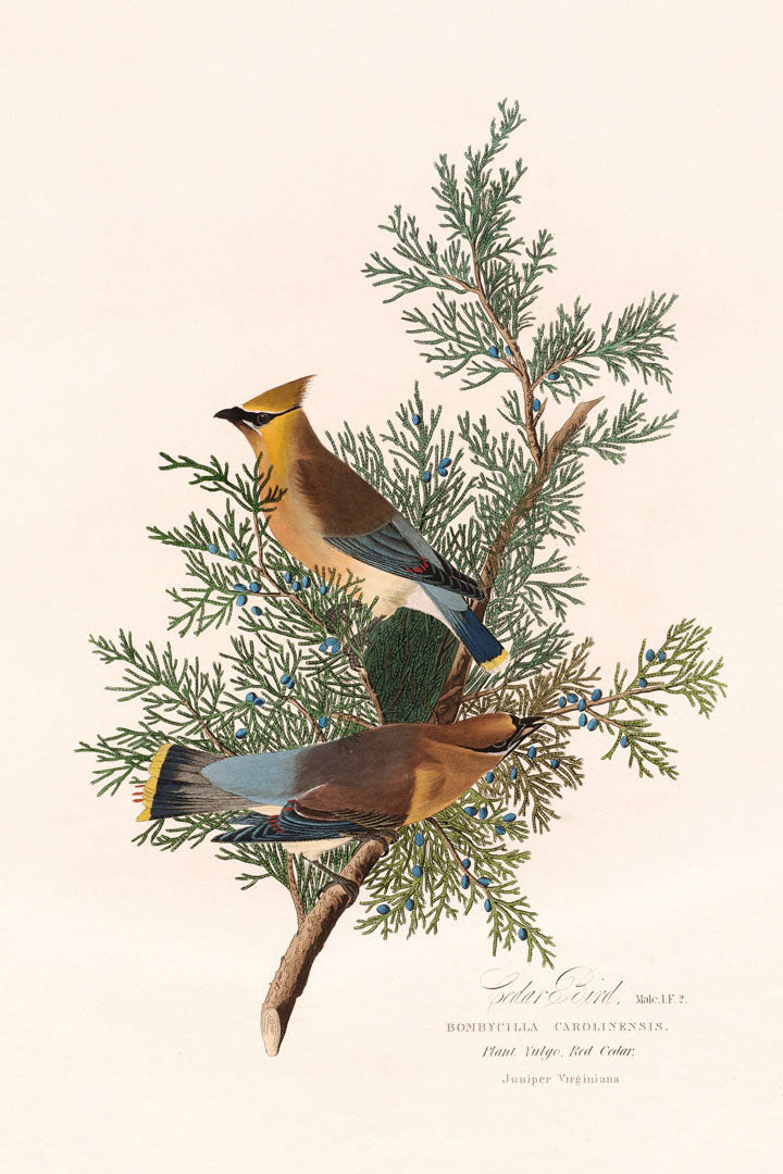 Cedar Bird