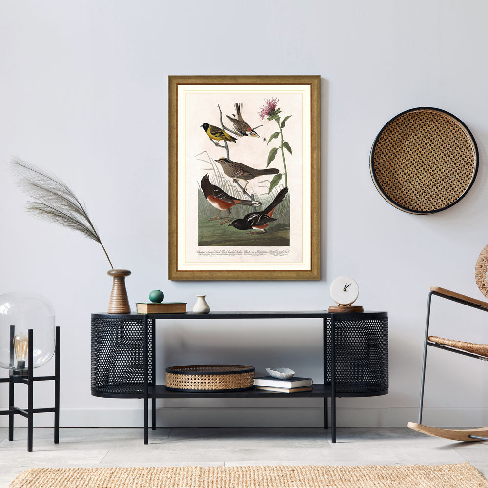 Chestnut Colored Finch, Black Headed Siskin, Black Crown Bunting And Arctic Ground Finch Bird