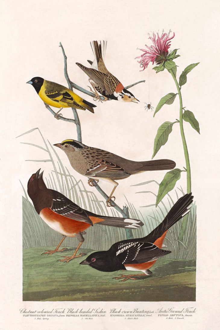 Chestnut Colored Finch, Black Headed Siskin, Black Crown Bunting And Arctic Ground Finch Bird