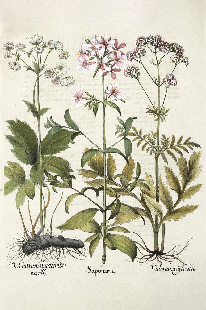 Saponaria, Valeriana Sylvestris & Veratrum nigrumdis scordis