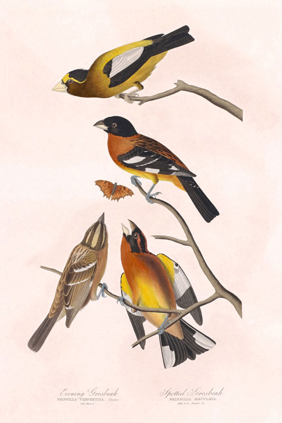 Evening Grosbeak And Spotted Grosbeak Birds