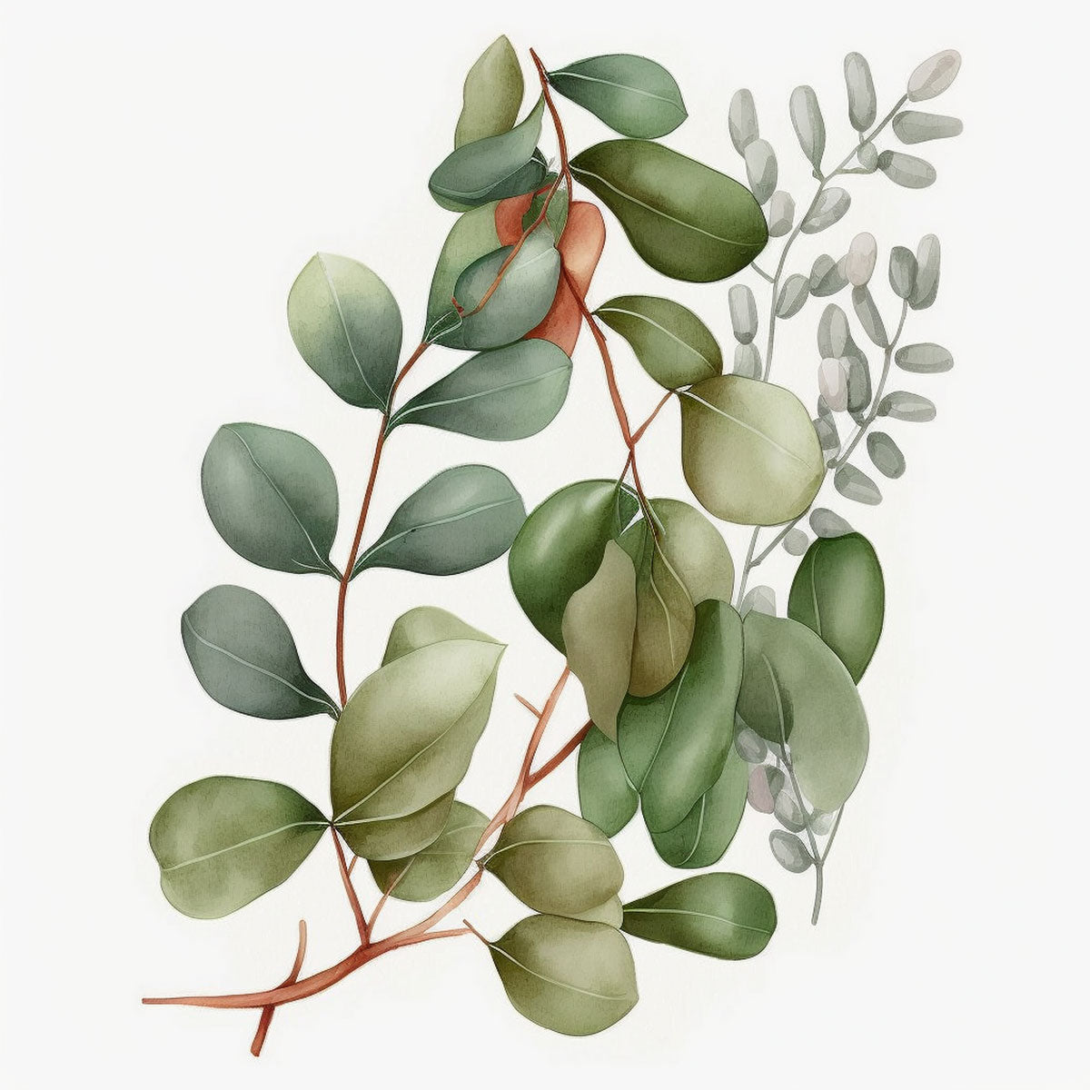 Eucalyptus Groene Plant