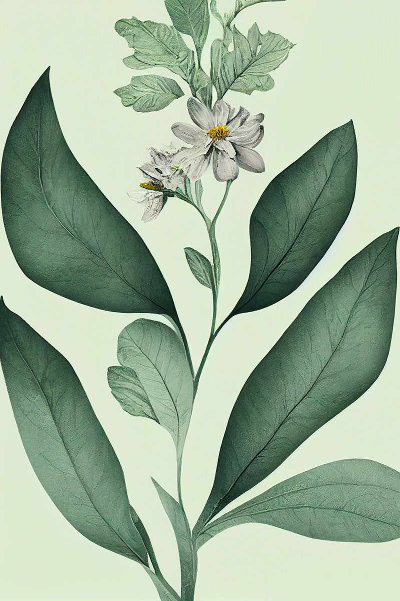 Solanum jasminoides Plant Painting