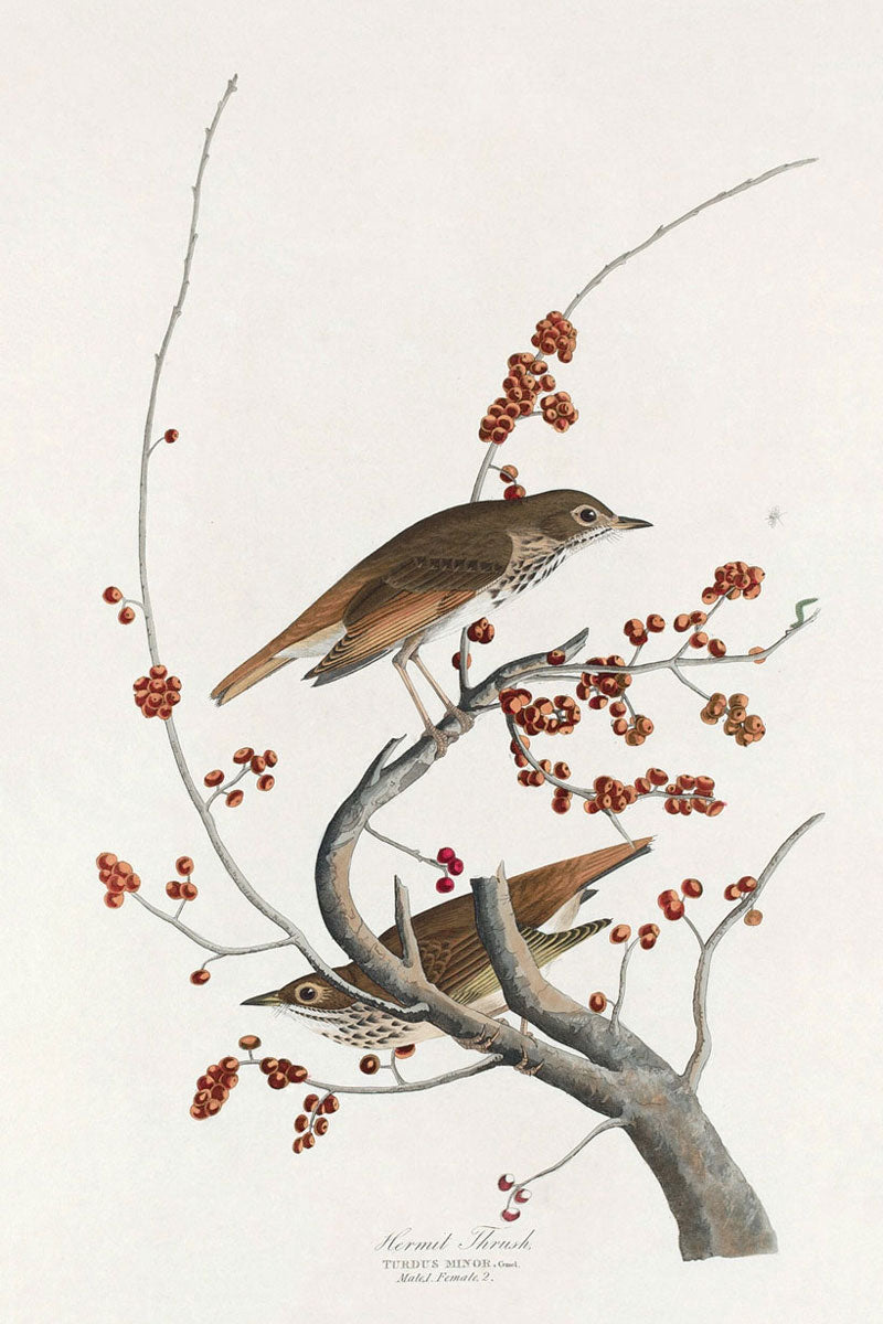 Hermit Thrush Bird