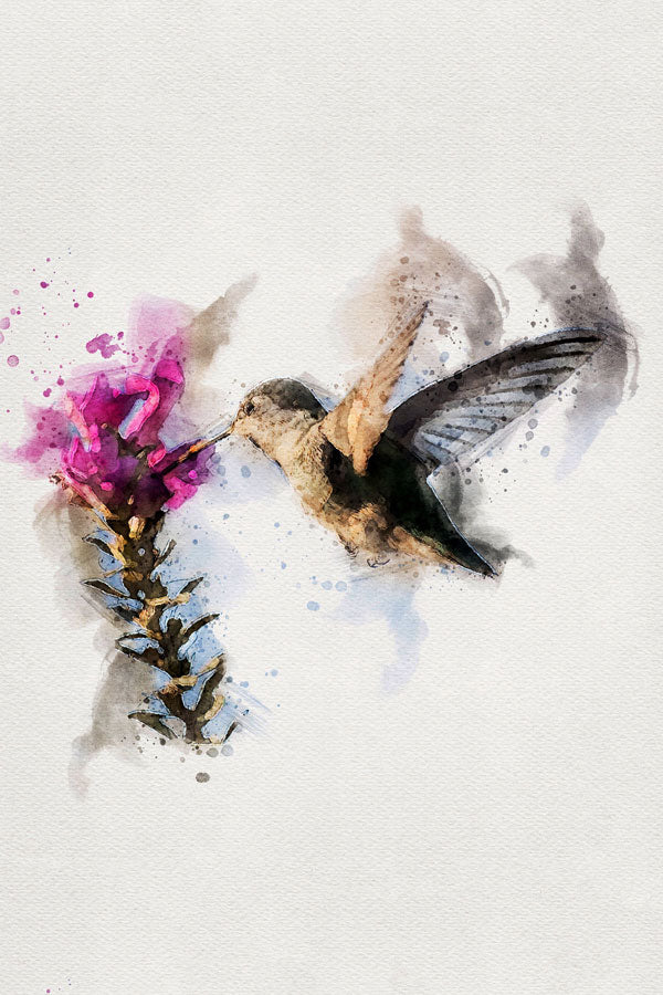 Humming-Bird