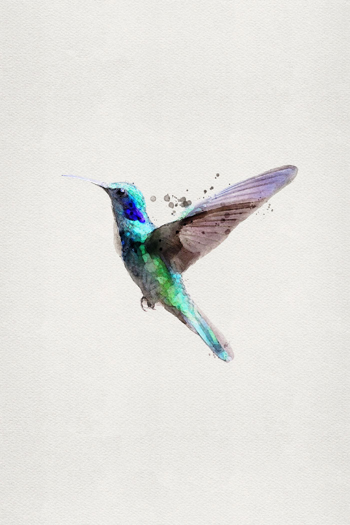 Humming-Bird