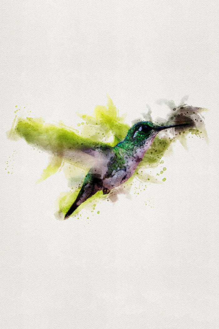 Humming-Bird