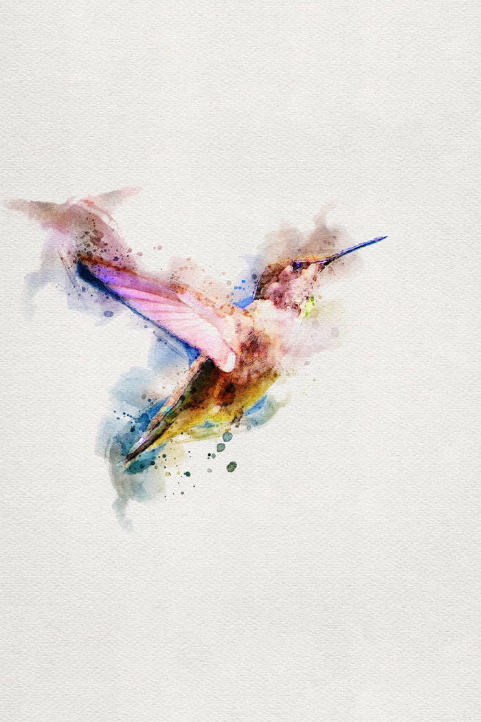 Humming-Bird
