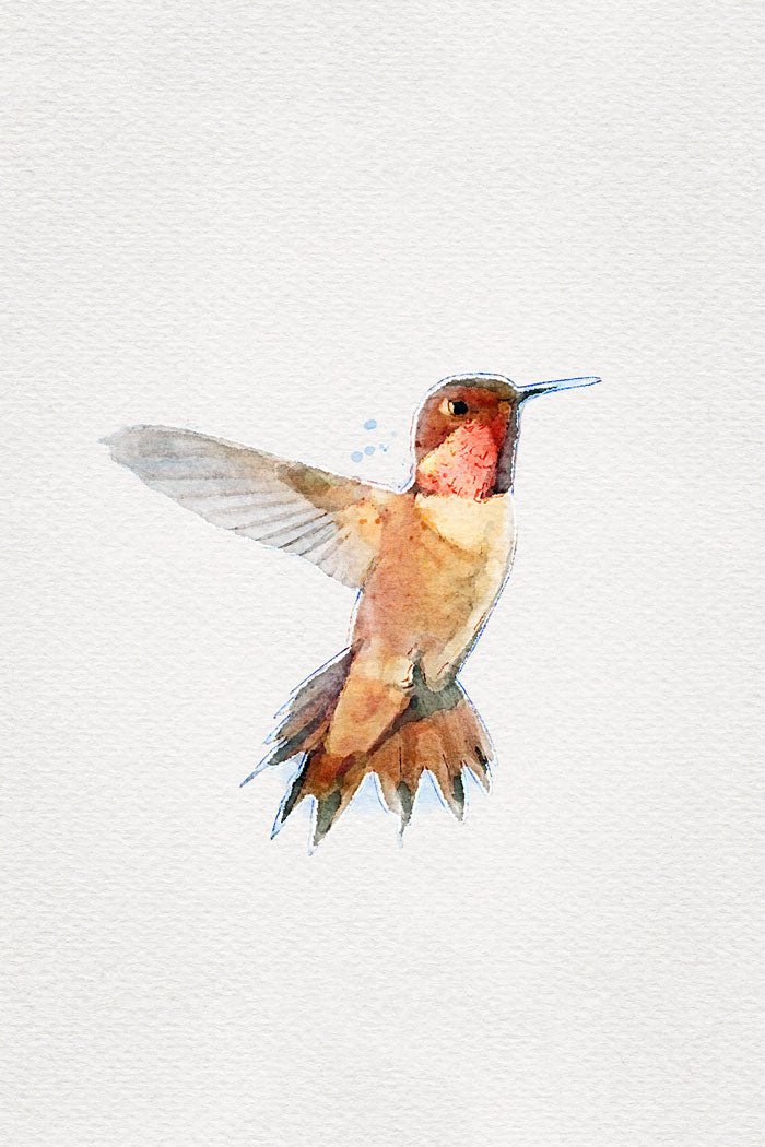 Humming-Bird