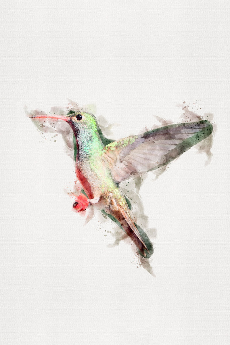 Humming-Bird