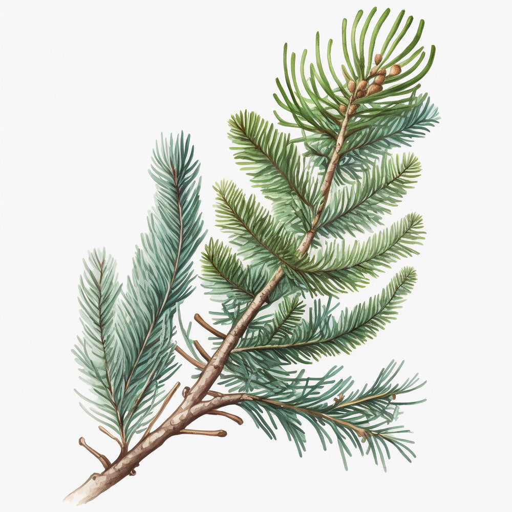 Spruce Branch