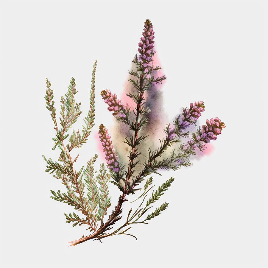 Moorside Beauty: Heather's Tranquil Charm