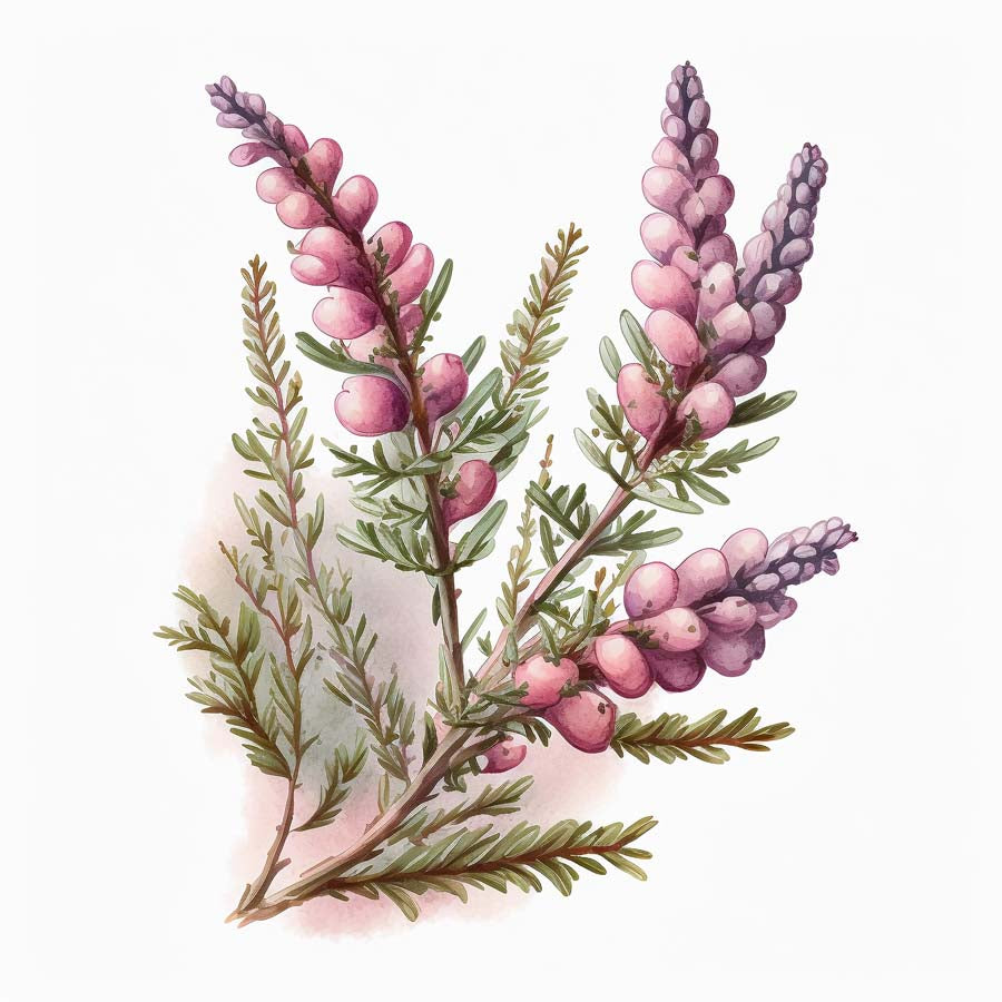 Moorside Beauty: Heather's Tranquil Charm