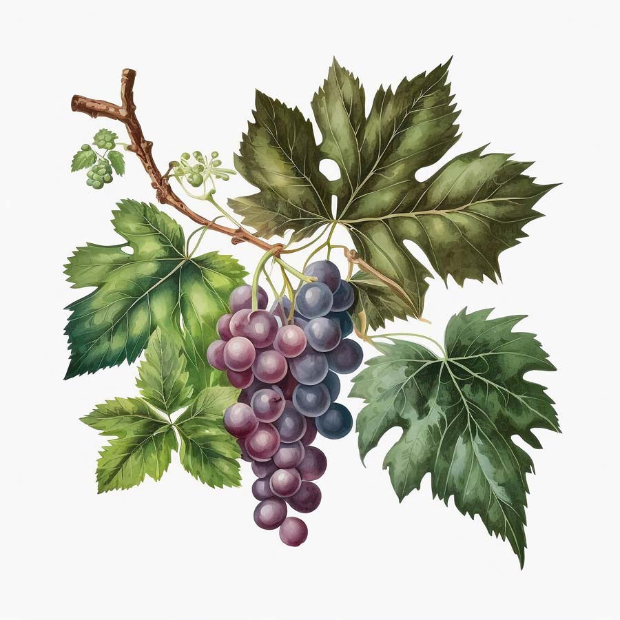 Harvest Symphony: Bunch of Grapes and Leaves