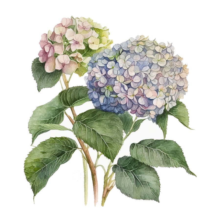 Shades of Beauty: Hydrangea's Blossoming Palette