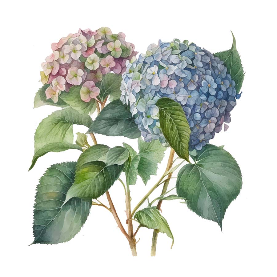 Shades of Beauty: Hydrangea's Blossoming Palette