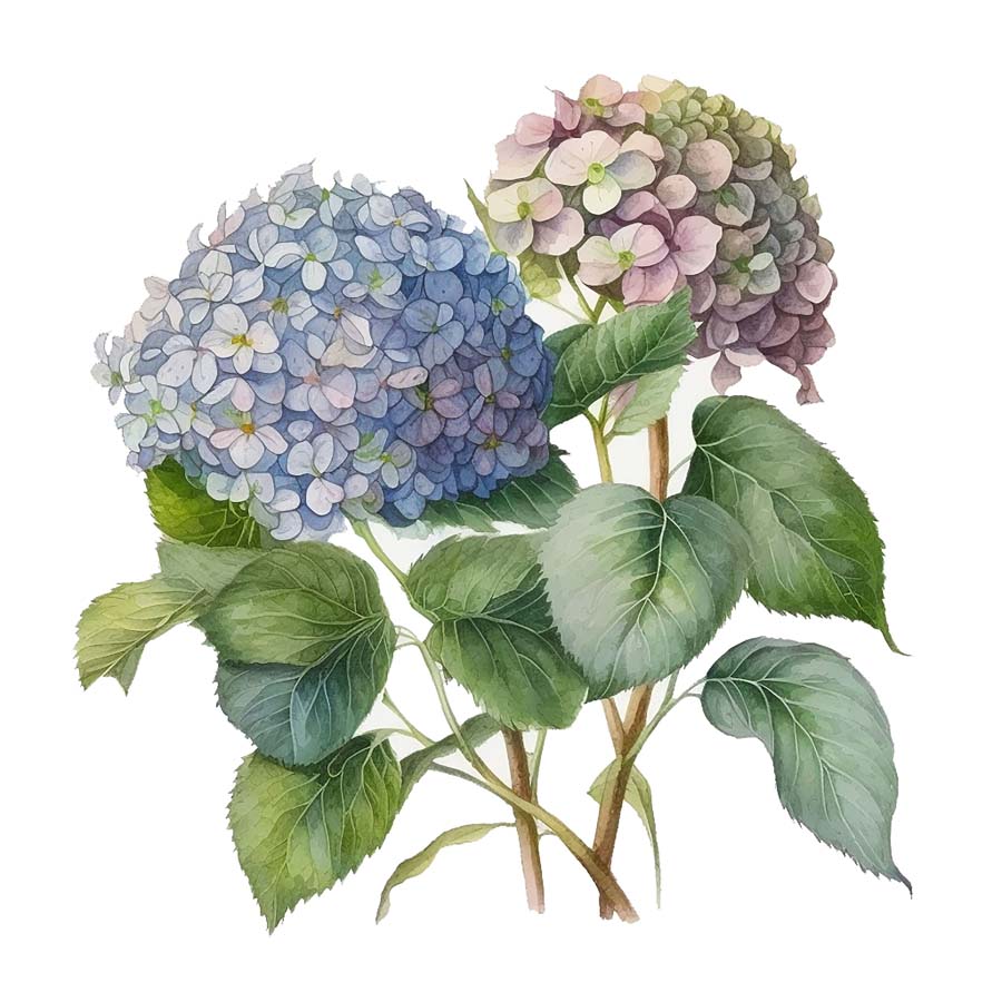 Shades of Beauty: Hydrangea's Blossoming Palette