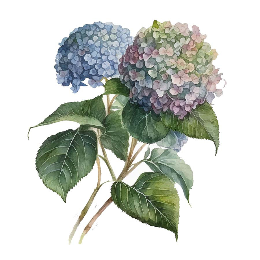 Shades of Beauty: Hydrangea's Blossoming Palette