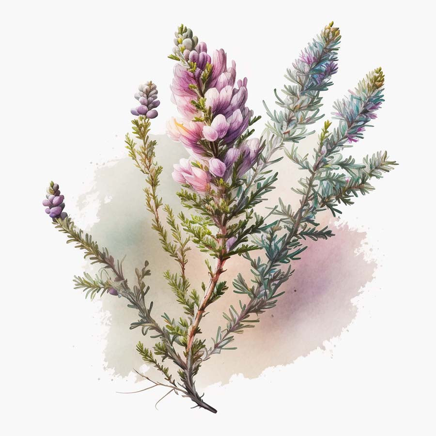 Moorside Beauty: Heather's Tranquil Charm