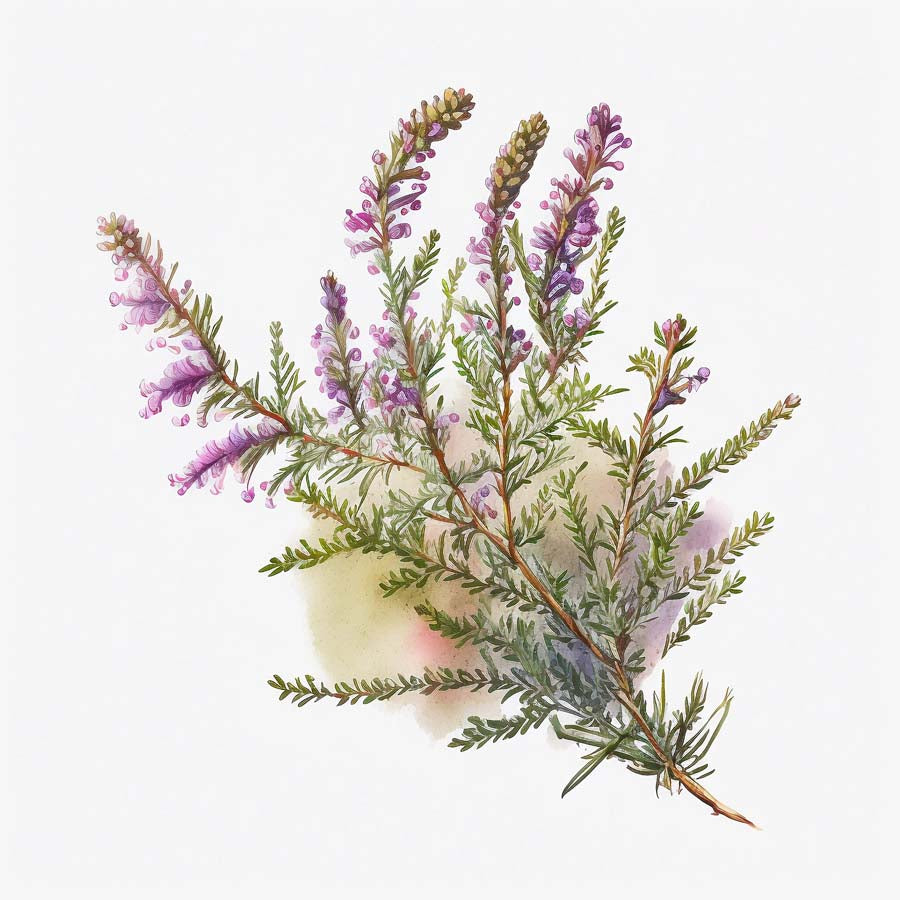 Moorside Beauty: Heather's Tranquil Charm