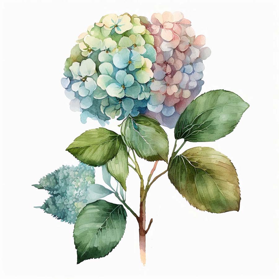 Water Colour Floral