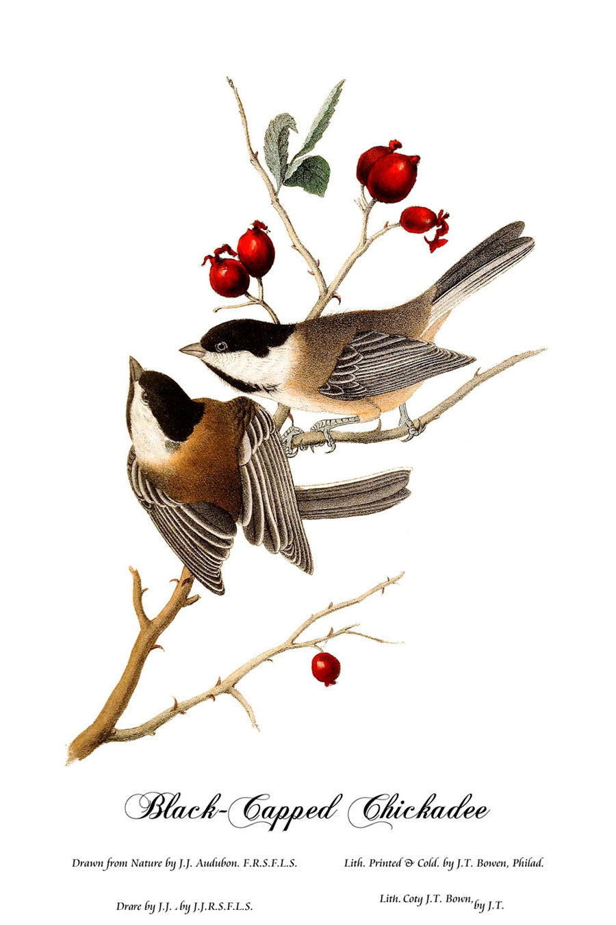 Black-Capped Chickadee Acrylic