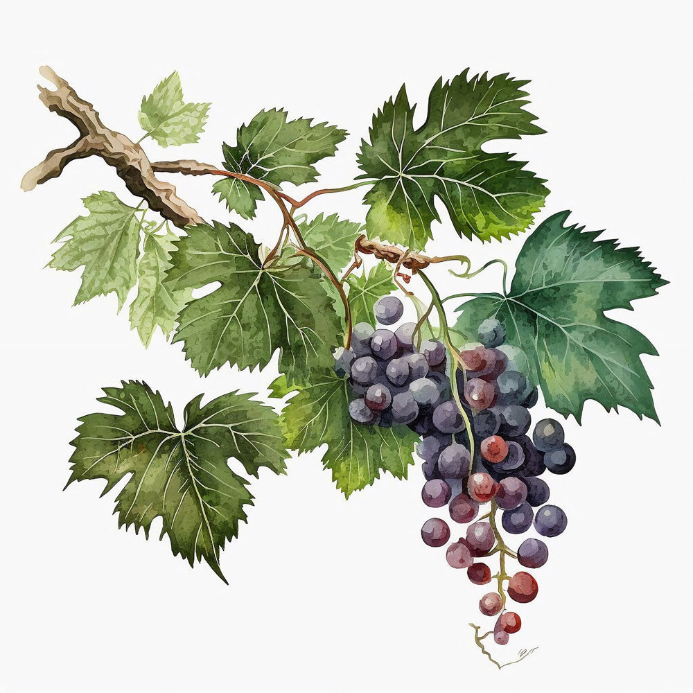 Grape Leaf