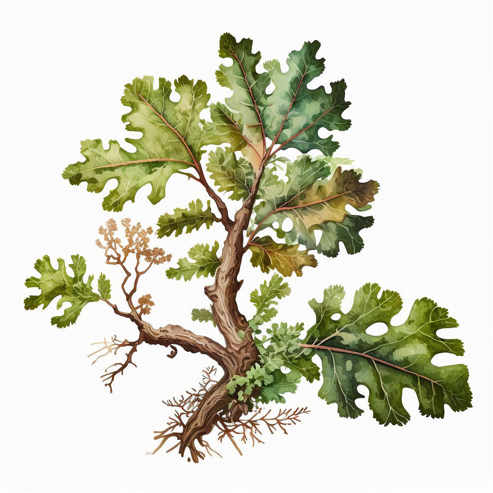 Quercus Lobata Leaf
