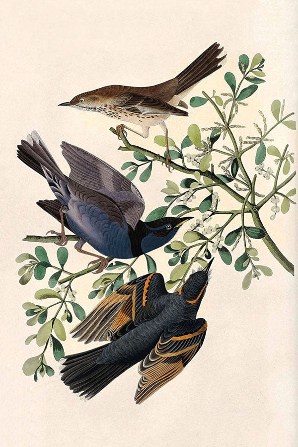 Mountain Mocking-Bird And Varied Thrush