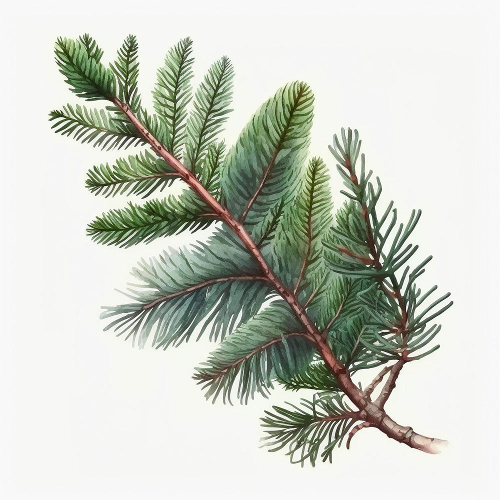 Spruce Branch