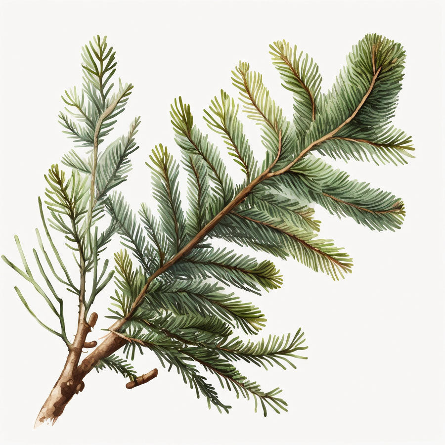 Spruce Branch