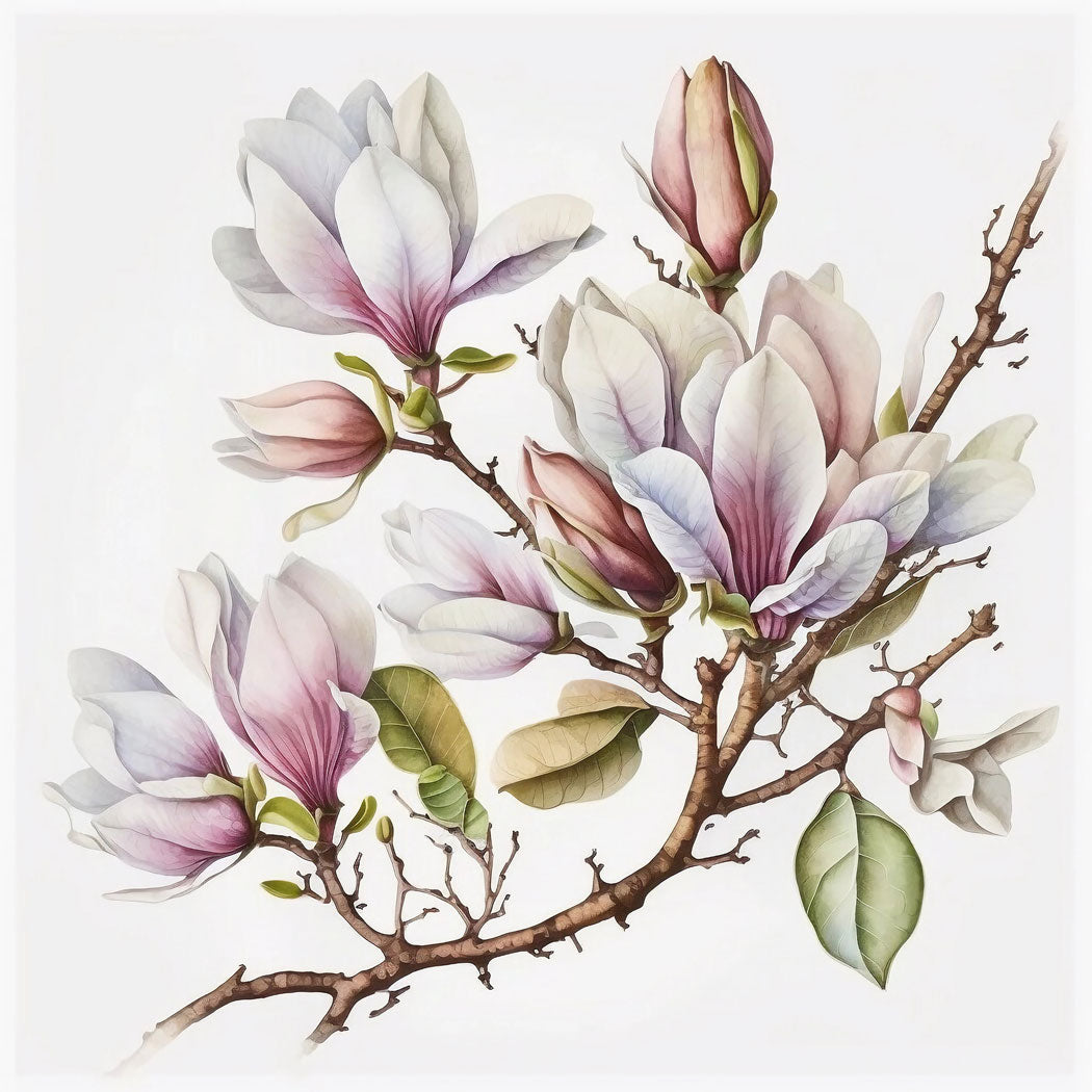 Oriental Magnolia Flower