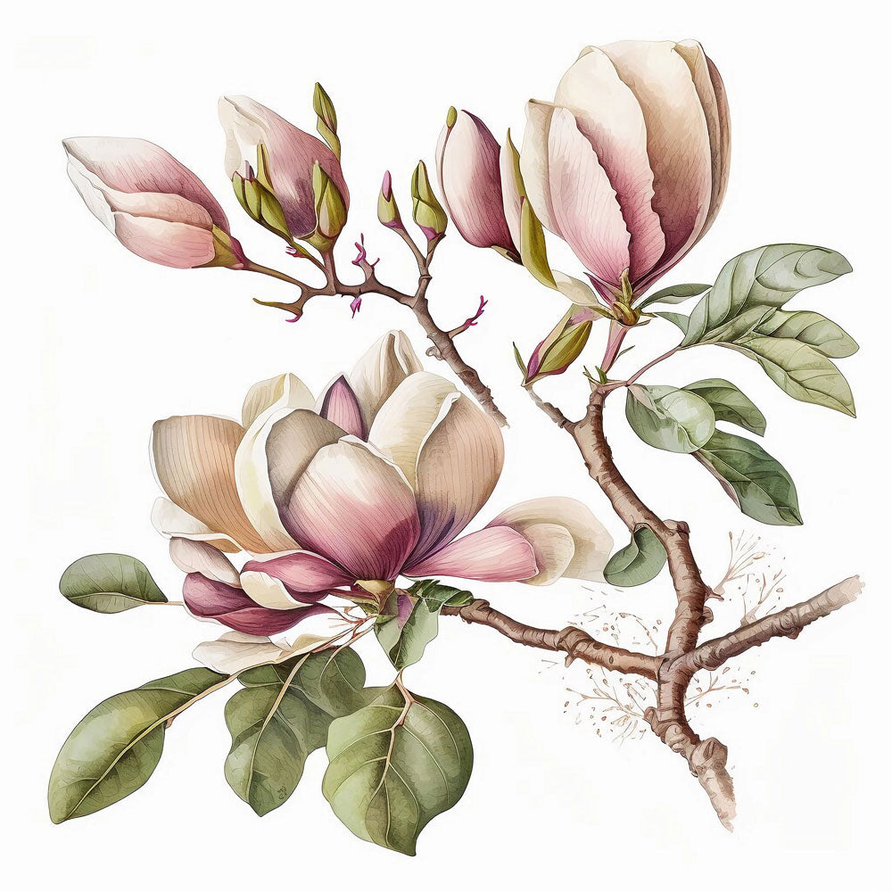 Oriental Magnolia Flower