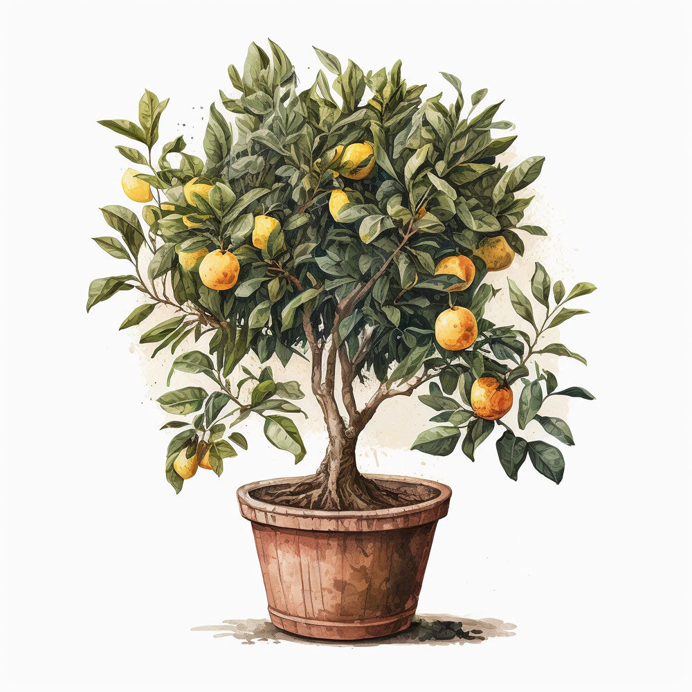 Lemon Tree