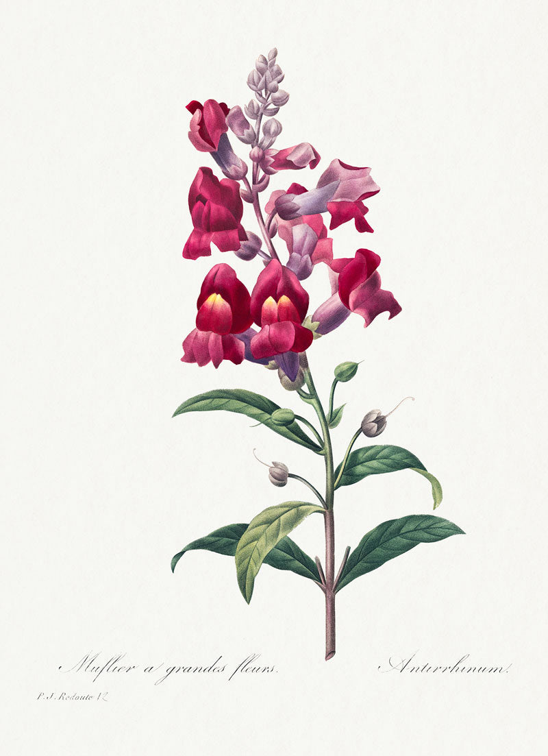 Anterinum Flower