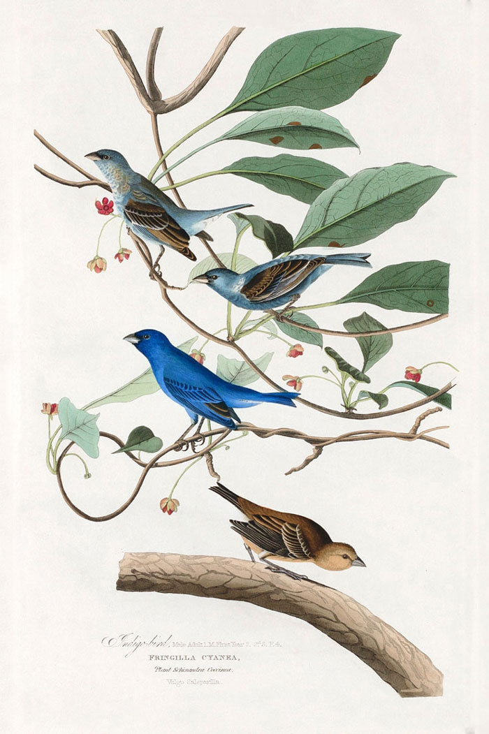 Indigo Bird