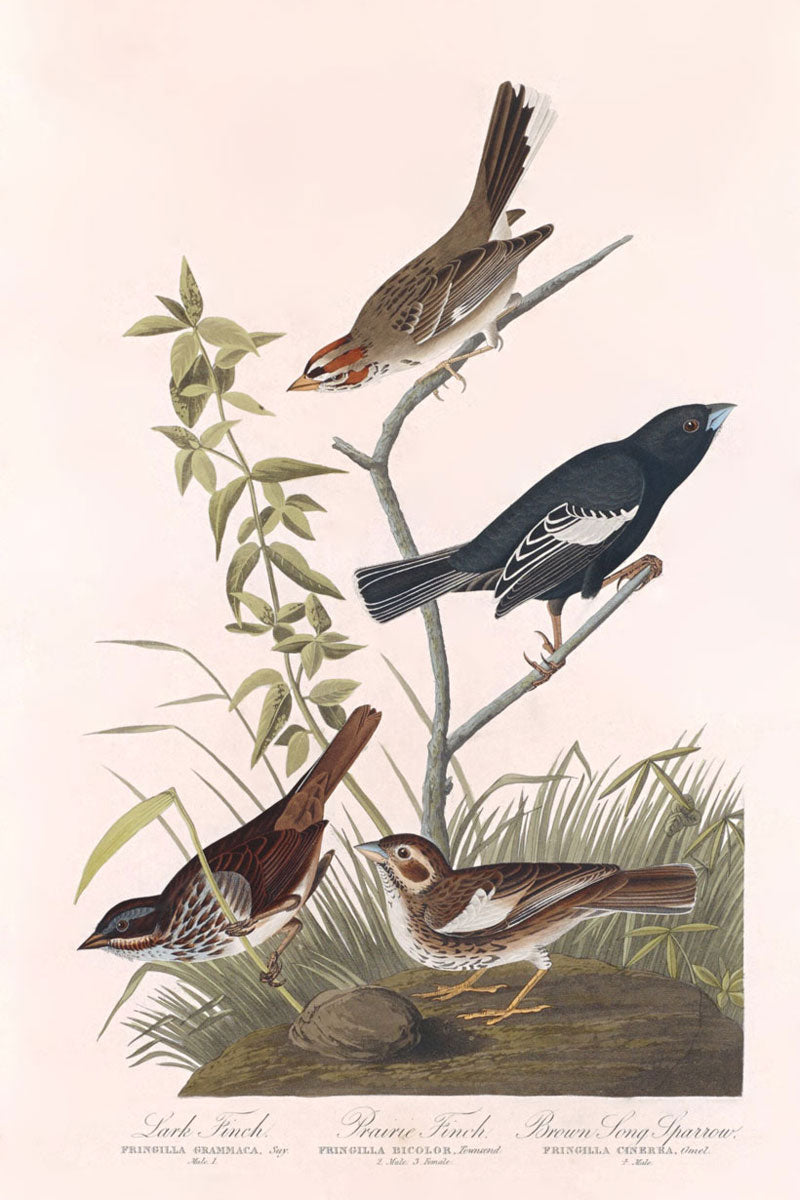 Lark Finch, Prairie Finch And Brown Song Sparrow Birds