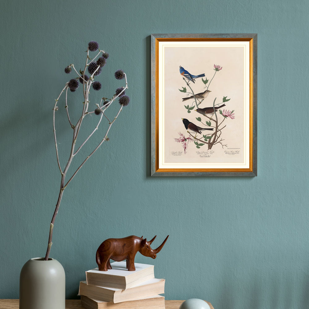 Lazuli Finch, Clay-Colored Finch And Oregon Snow Finch Birds
