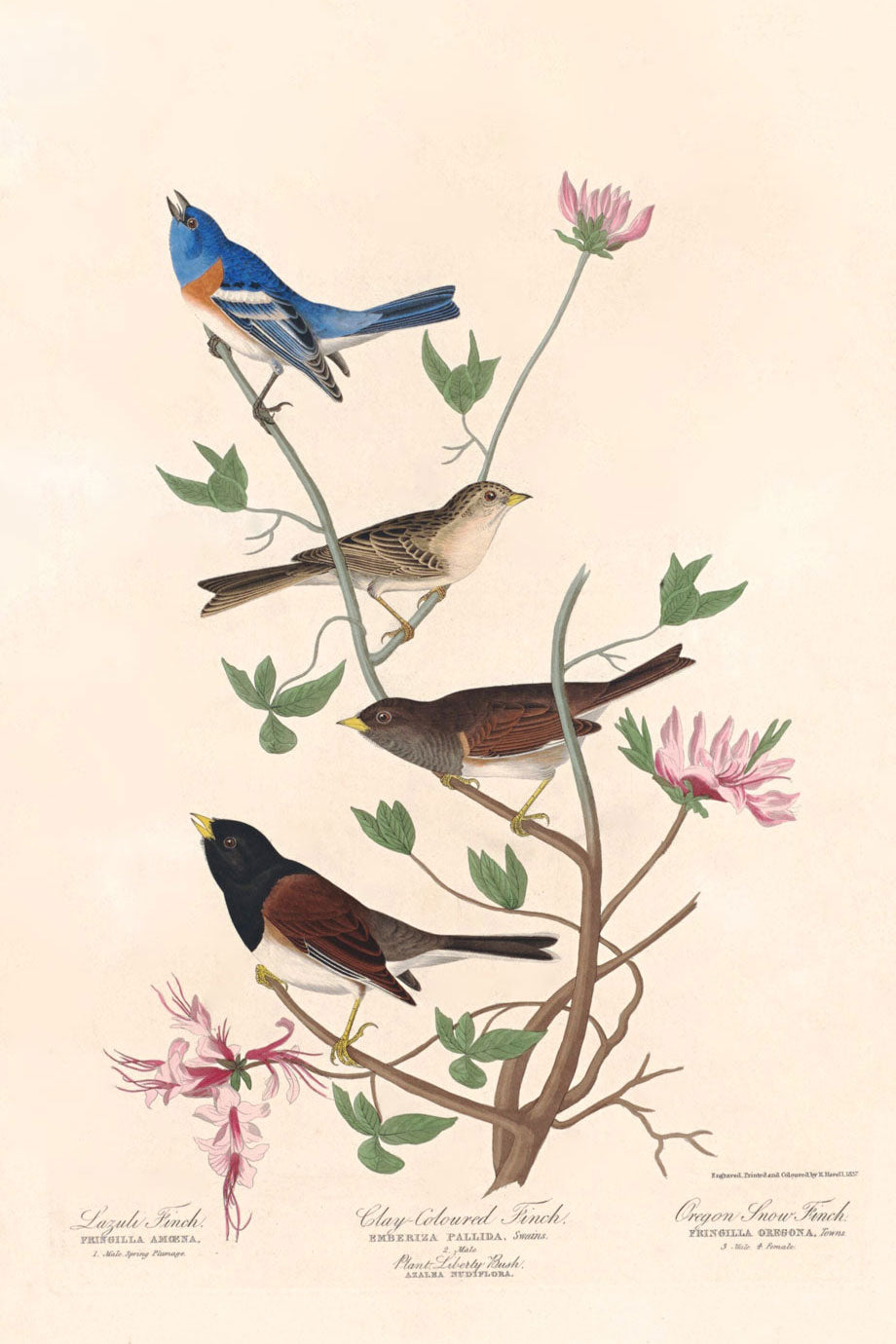 Lazuli Finch, Clay-Colored Finch And Oregon Snow Finch Birds