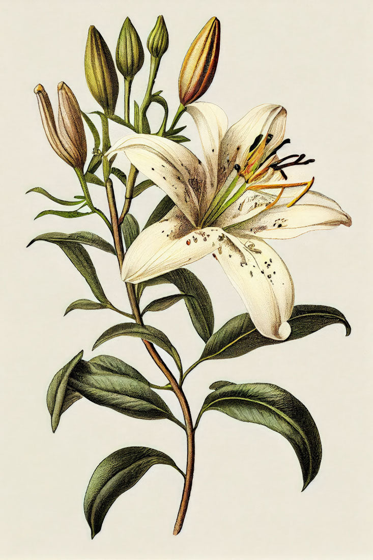 Lily Flower Plant Print