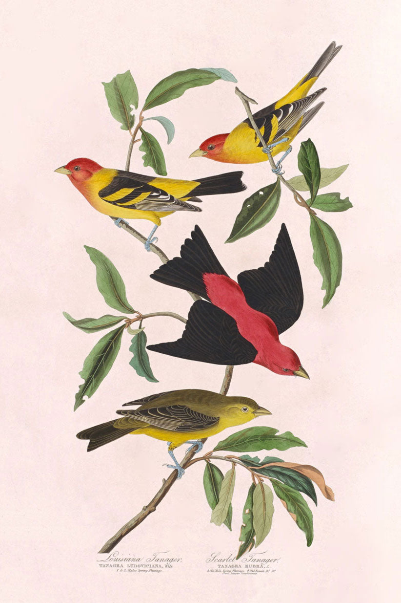 Louisiana Tanager And Scarlet Tanager Bird