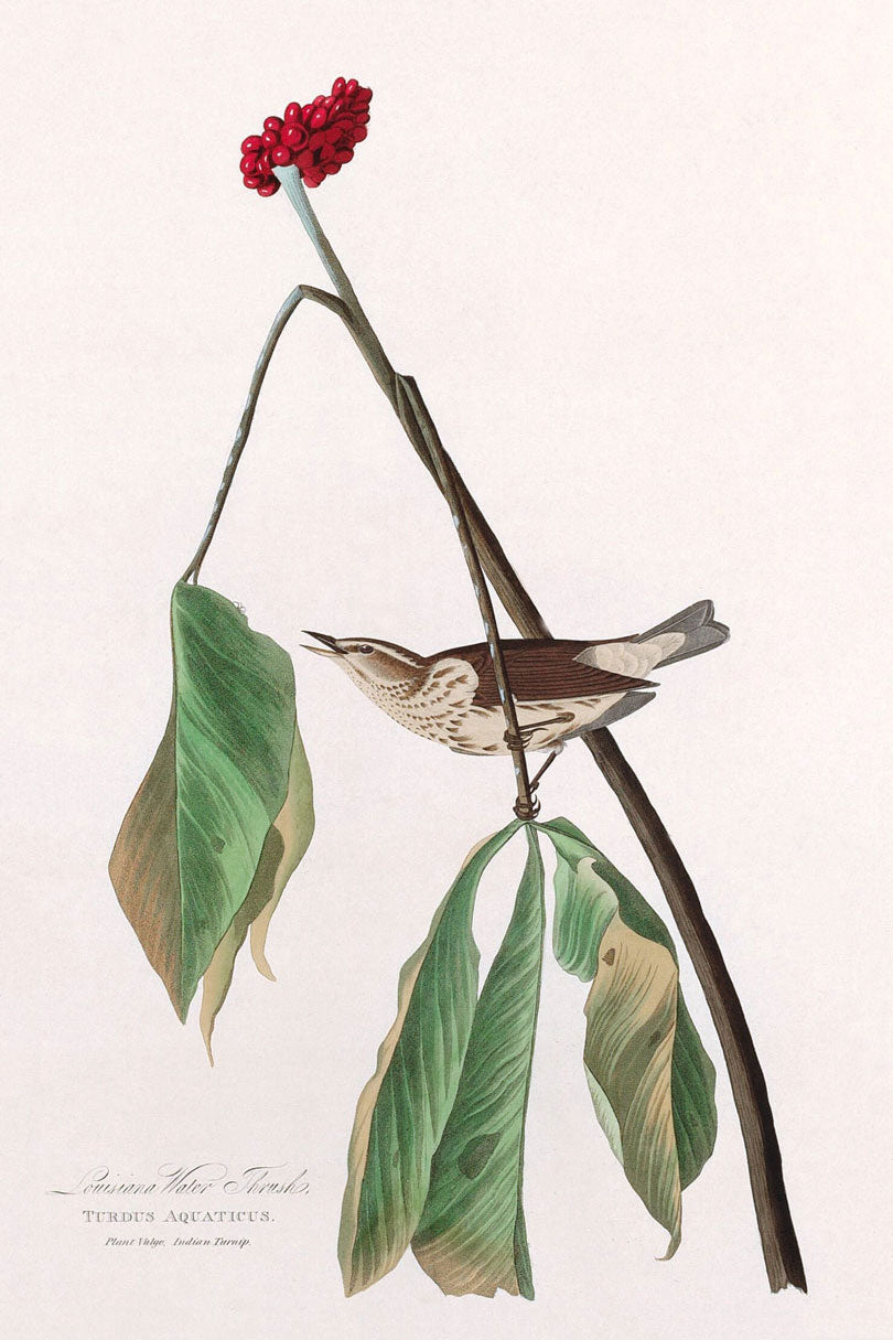 Louisiana Water Thrush Bird