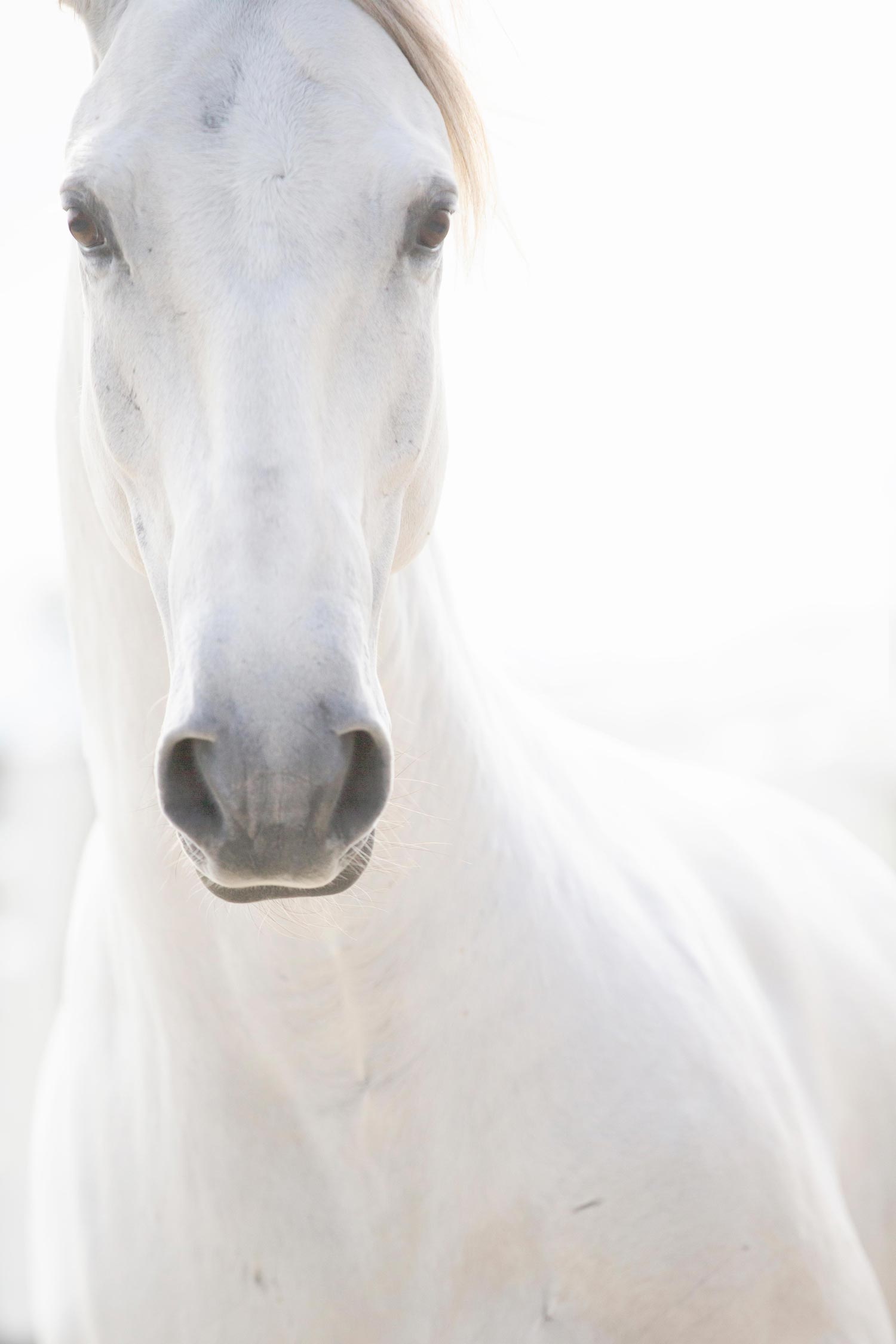 Israel Horses