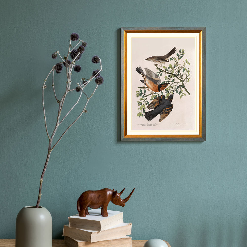 Mountain Mocking-Bird And Varied Thrush Bird
