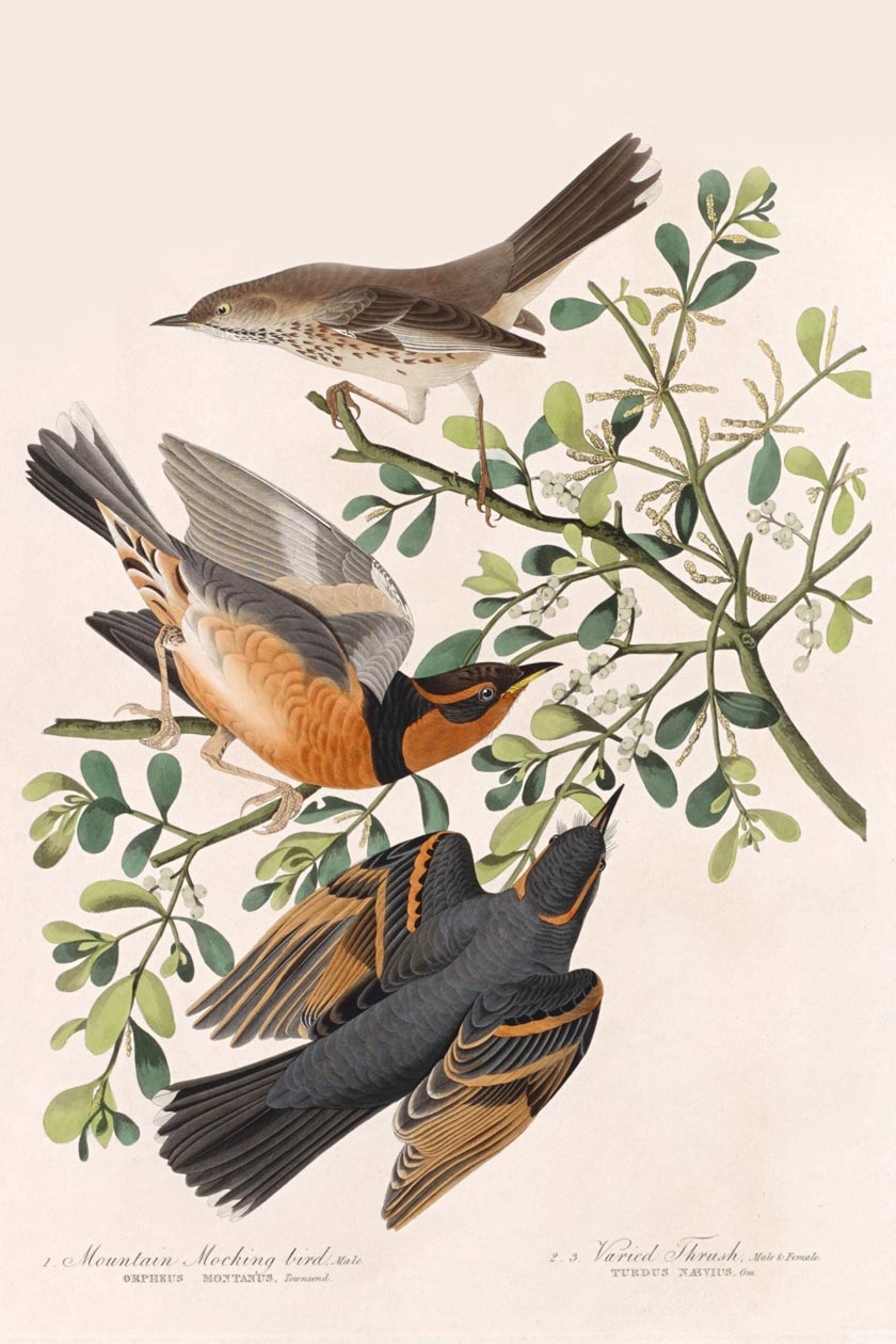 Mountain Mocking-Bird And Varied Thrush Bird