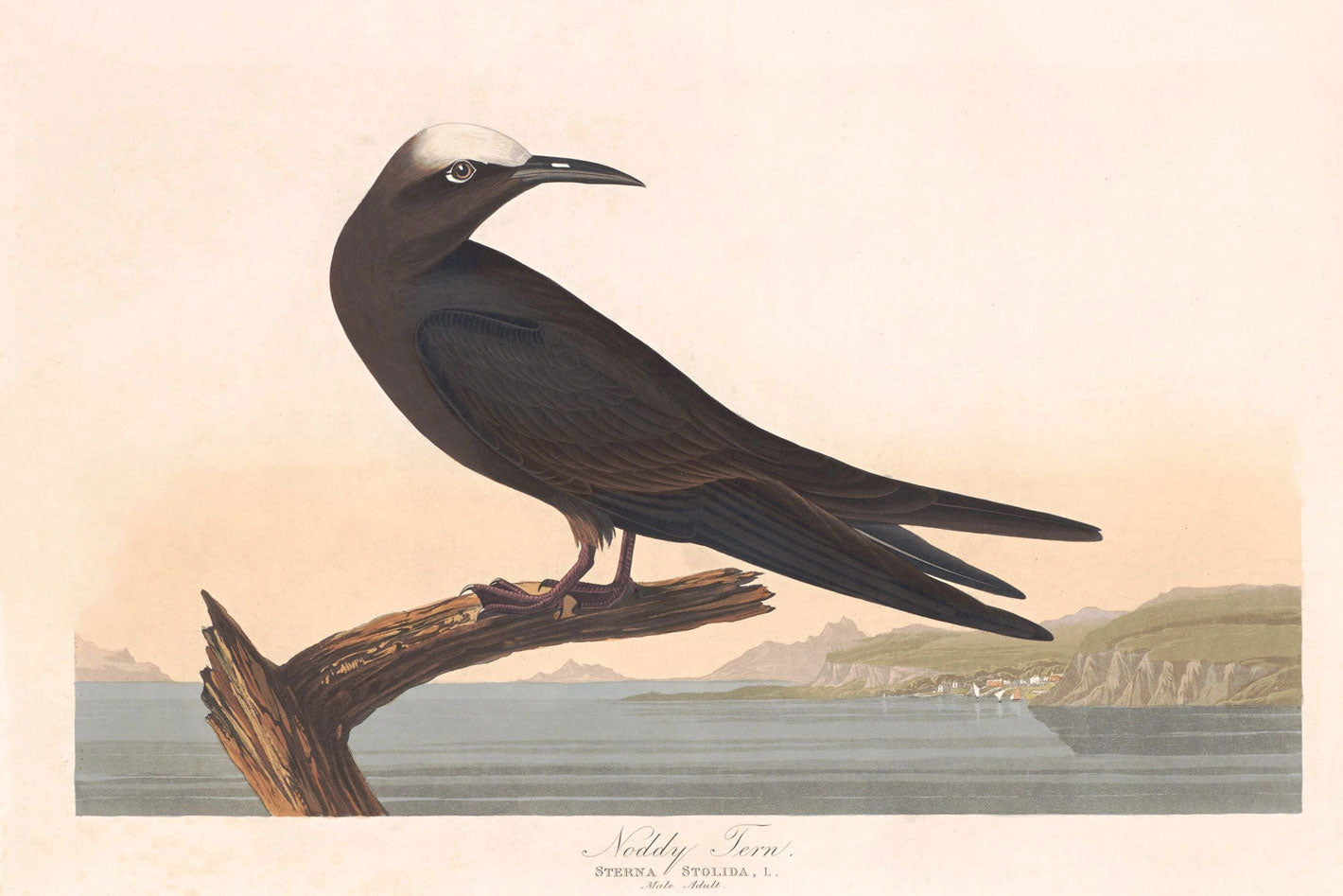 Noddy Tern Bird