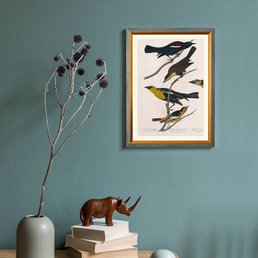Nuttall'S Starling, Yellow-Headed Troopial And Bullock'S Oriole Bird