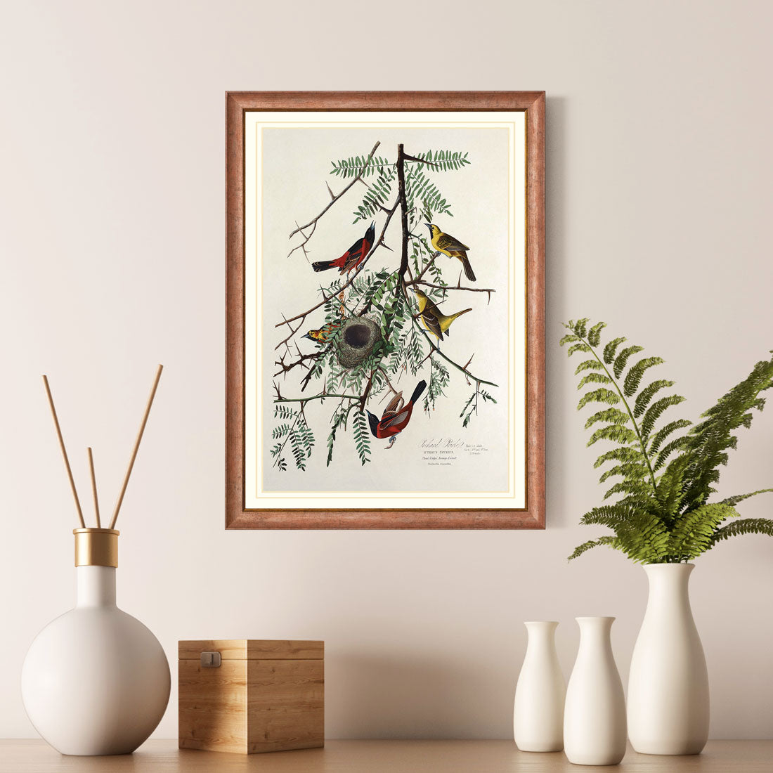 Orchard Oriole Bird