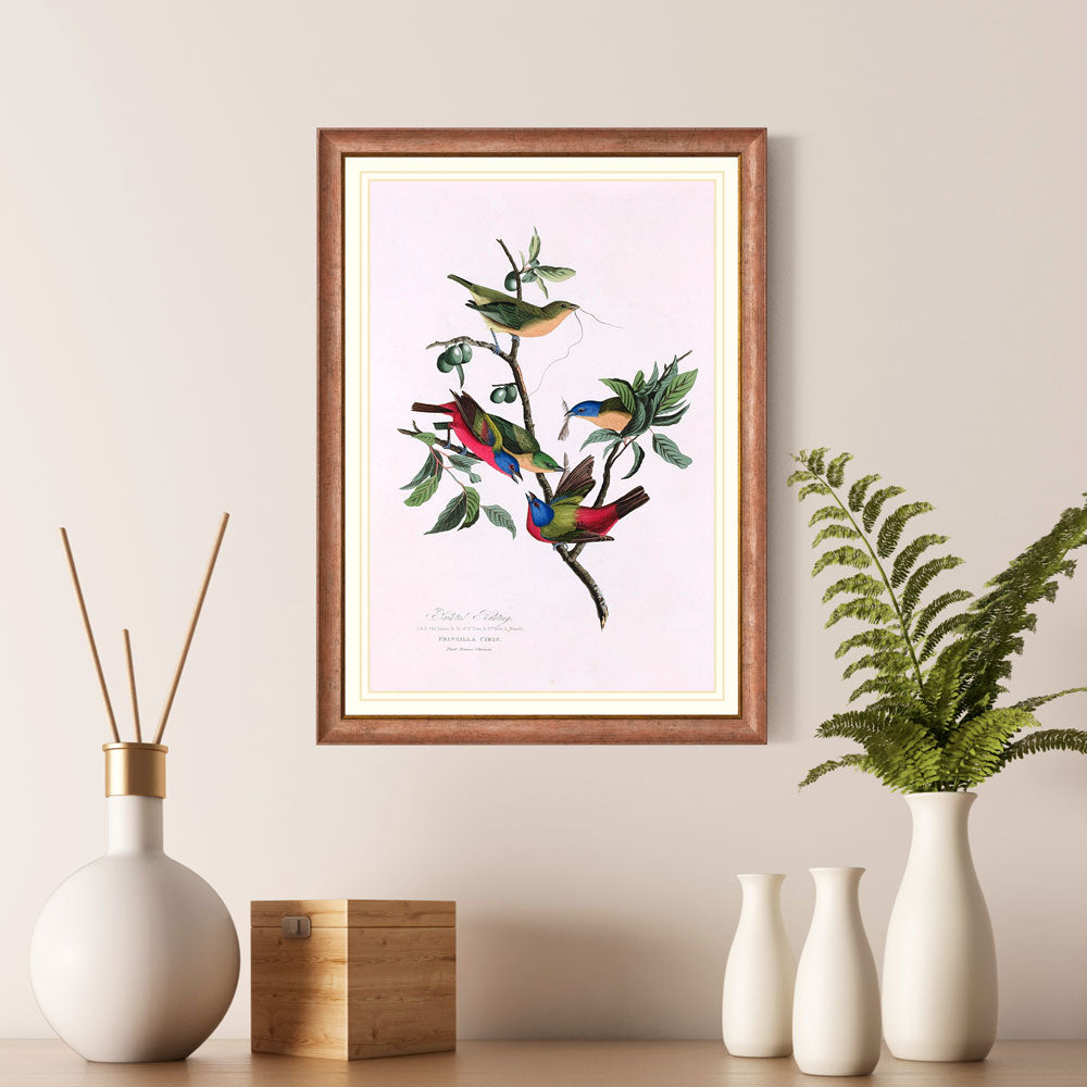 Painted Bunting Bird