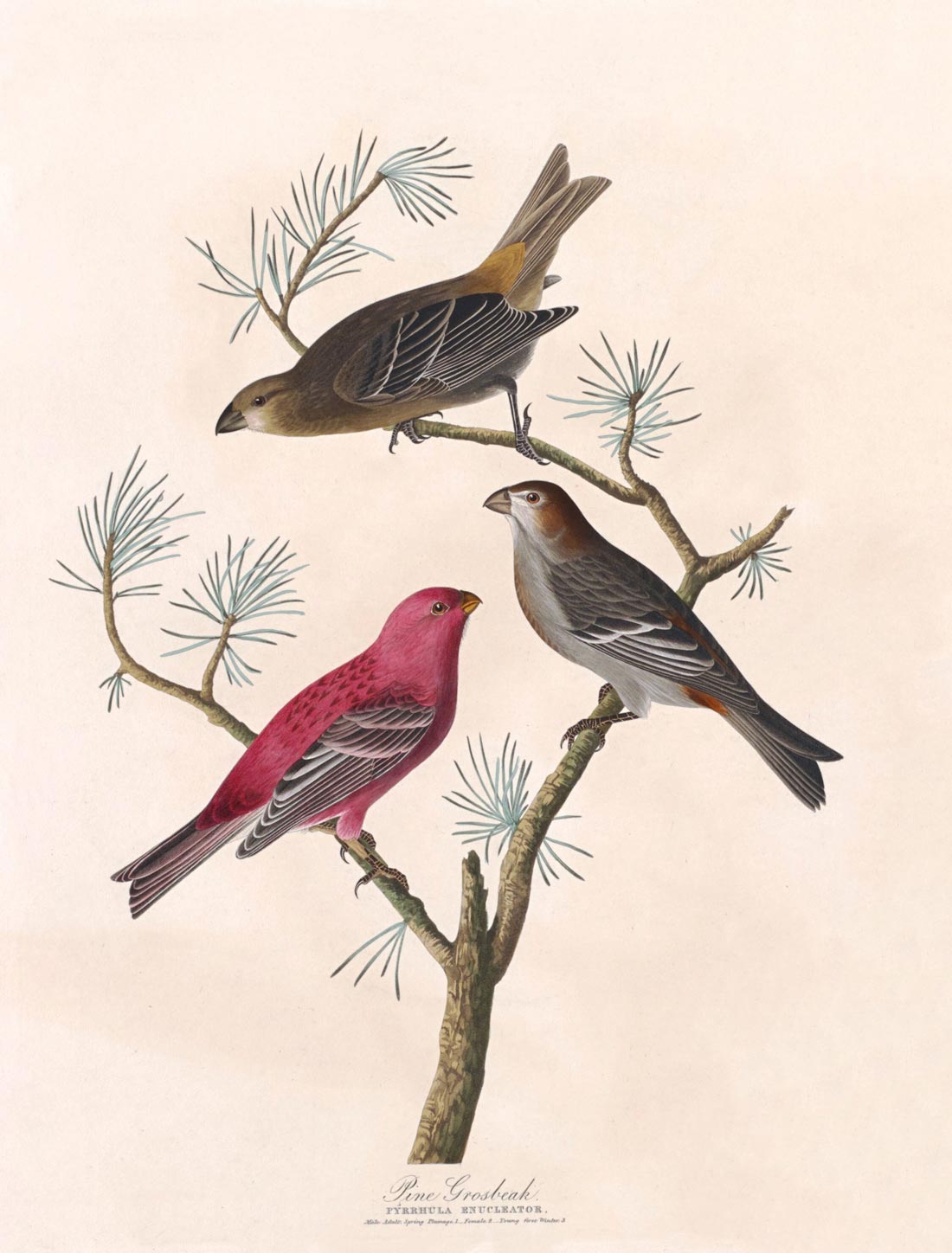 Pine Grosbeak Bird